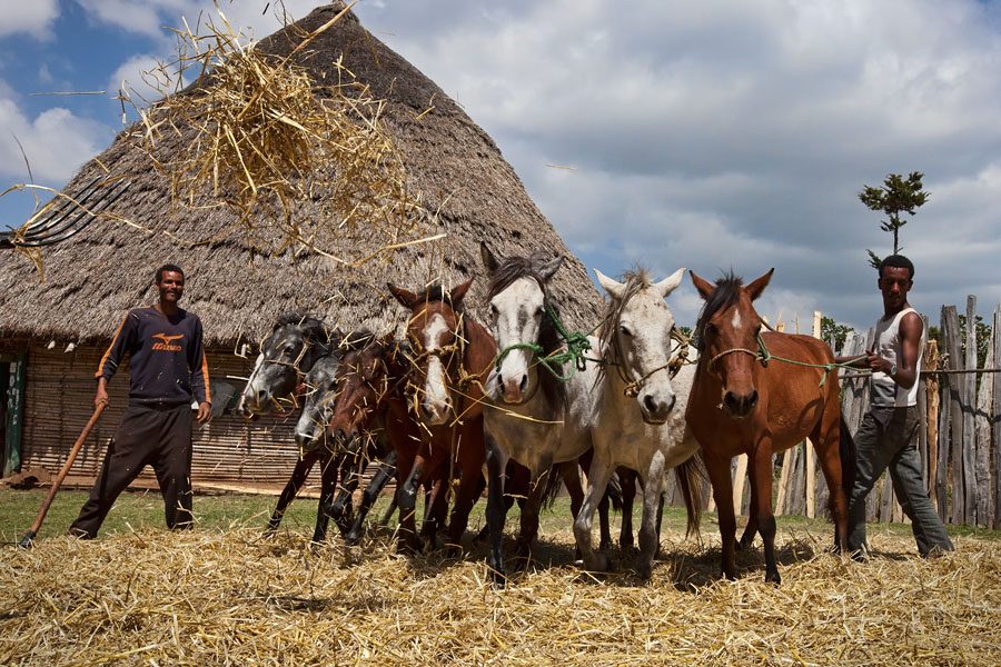 200   Threshing the Sorghum   Gorage   Ethiopia 